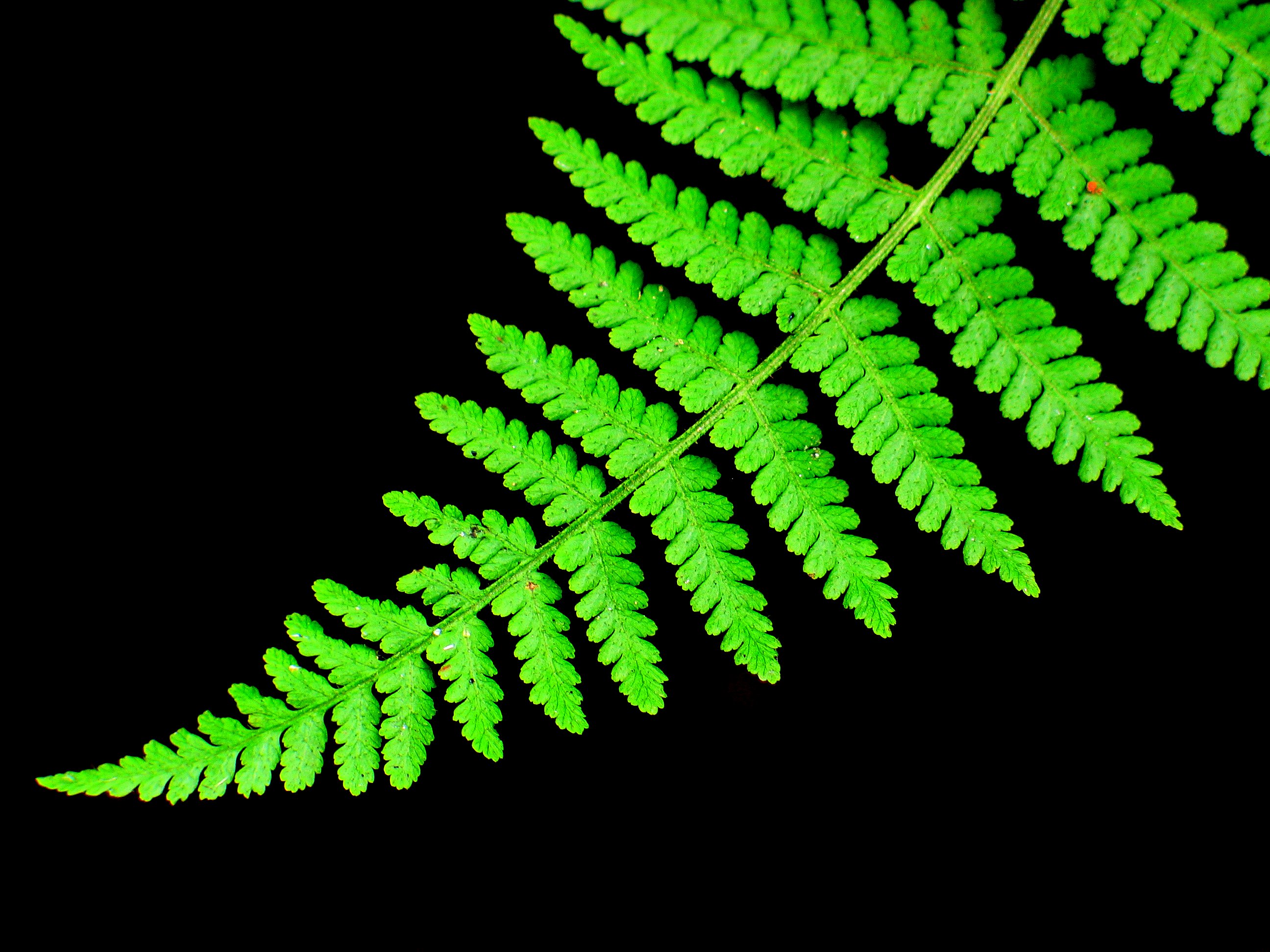 fern-leaf-1372477